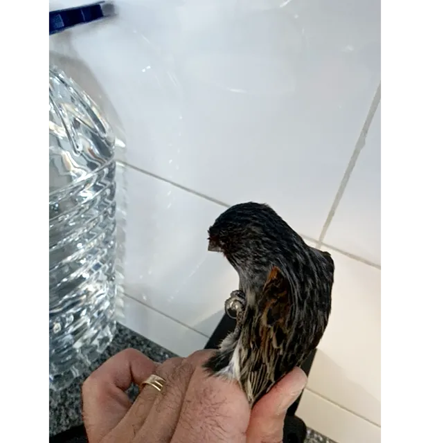 Type Canary